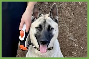 Anatolian Shepherd and Shepherd Dogs Available for Adoption - Titus | PetCurious