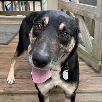 Ranger -  Shepherd Dog for Adoption in New Bedford, Massachusetts - Ranger | PetCurious