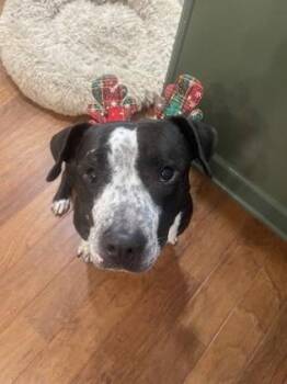 Mixed Breed Dogs Available for Adoption in Chamblee, Georgia - Lavezzo- IN FOSTER | PetCurious