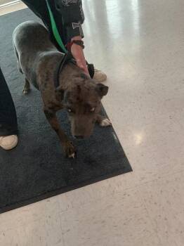 Mixed Breed Dogs Available for Adoption - Rebel | PetCurious