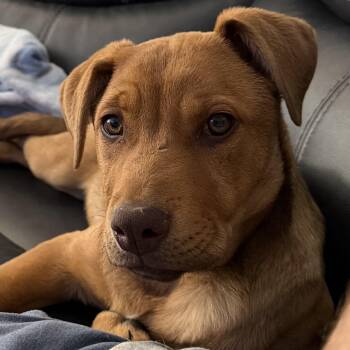 Mixed Breed Dogs Available for Adoption in Littleton, Colorado - Red | PetCurious