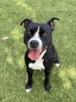 Pit Bull Terrier and Mixed Breed Dogs Available for Adoption in Daytona Beach, Florida - Kaya - 2 | PetCurious