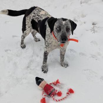 Rescue Australian Cattle Dog Blue Heeler Dogs for Adoption in Wappingers Falls, New York - Blue | PetCurious