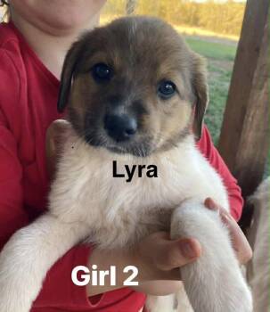 Great Pyrenees Dogs Available for Adoption in Winter Park, Colorado - Lyra | PetCurious
