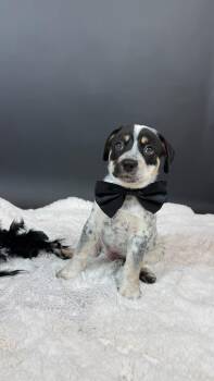 Semicolon -  Shepherd and Cattle Dog Dog for Adoption in Phoenix, Arizona - Semicolon | PetCurious