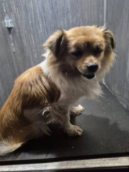 Pomeranian Dogs Available for Adoption - A795520 | PetCurious
