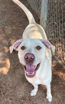 Rescue Labrador Retriever Dogs for Adoption in Little Rock, Arkansas - Buttercream | PetCurious