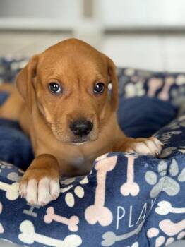 Milan -  Vizsla Dog for Adoption in North Reading, Massachusetts - Milan | PetCurious