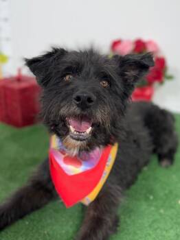 German Wirehaired Pointer and Border Terrier Dogs Available for Adoption - Ben (tramp) | PetCurious