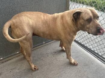 Pit Bull Terrier and Mixed Breed Dogs Available for Adoption - LENTIL | PetCurious