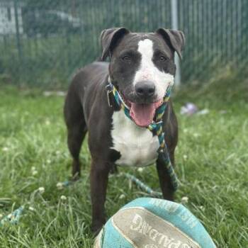 Pearl -  Pit Bull Terrier Dog for Adoption in Philadelphia, Pennsylvania - Pearl | PetCurious