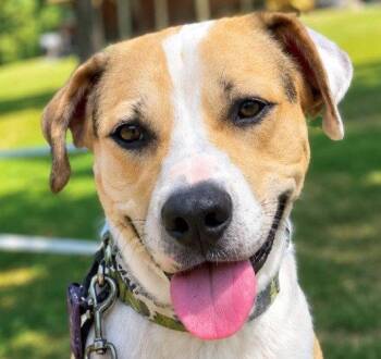 Max2 -  Terrier Dog for Adoption in Bloomfield, Connecticut - Max2 | PetCurious