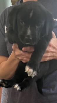 Daisy -  Labrador Retriever and Mixed Breed Dog for Adoption in St. Augustine, Florida - Daisy | PetCurious