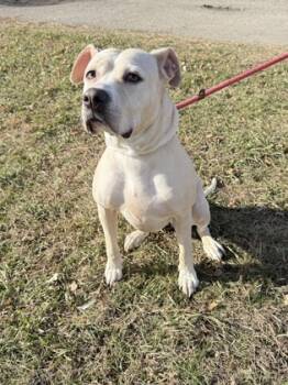Rescue Pit Bull Terrier and Mixed Breed Dogs for Adoption in Fergus Falls, Minnesota - Jo Jo | PetCurious