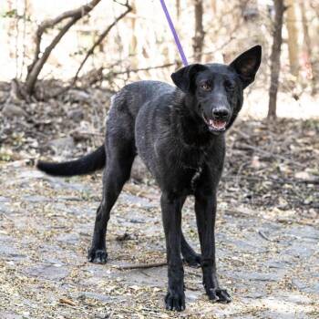 Felicia -  Labrador Retriever and Shepherd Dog for Adoption in Bend, Oregon - Felicia | PetCurious