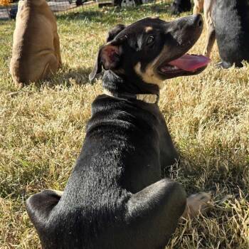 Rescue Mixed Breed and Terrier Dogs for Adoption in Olathe, Kansas - Sun | PetCurious