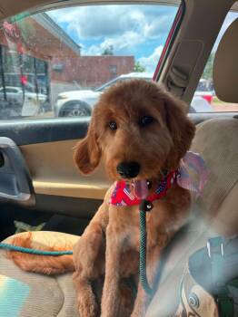Paisley -  Goldendoodle Dog for Adoption in Andover, Massachusetts - Paisley | PetCurious