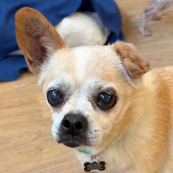 Elm Street 14631 -  Pug and Chihuahua Dog for Adoption in San Francisco, California - Elm Street 14631 | PetCurious