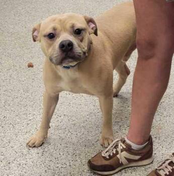 Beckham -  Pit Bull Terrier and Mixed Breed Dog for Adoption in Kansas City, Missouri - Beckham | PetCurious
