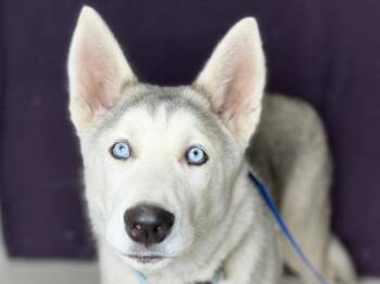 Mango -  Husky and Mixed Breed Dog for Adoption in Portland, Oregon - Mango | PetCurious