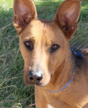 Shepherd Dogs Available for Adoption in Kingman, Arizona - Light/lucky | PetCurious