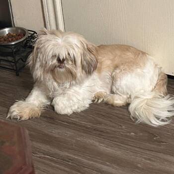 Gigi -  Shih Tzu Dog for Adoption in Tyler, Texas - Gigi | PetCurious