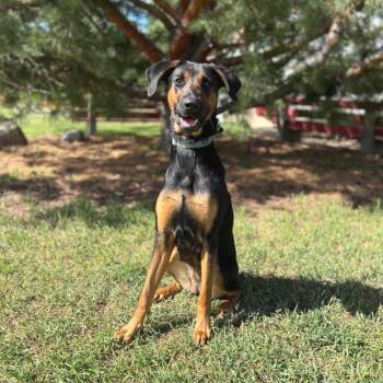 Zhuri -  Rottweiler and Mixed Breed Dog for Adoption in Fargo, North Dakota - Zhuri | PetCurious