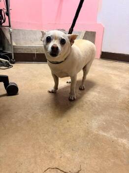 El Chico que Escapó -  Chihuahua Dog Available for Adoption in New Braunfels, Texas - El Chico Que Escapó | PetCurious