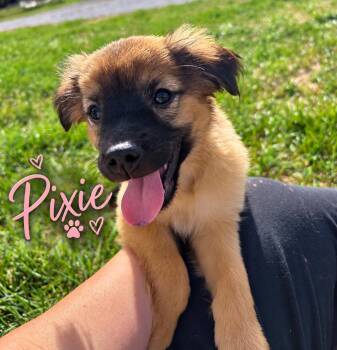 Pixie -  Spaniel Dog for Adoption in Brownstown, Indiana - Pixie | PetCurious