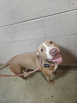 Rescue Mixed Breed Dogs for Adoption in Spartanburg, South Carolina - Cranberry | PetCurious