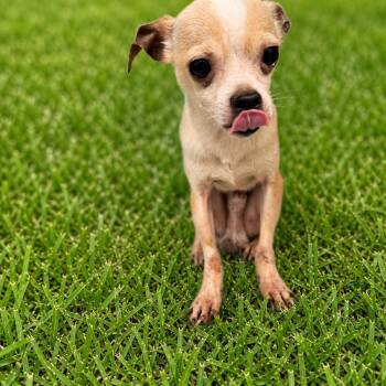 Chihuahua Dogs Available for Adoption in Boca Raton, Florida - Macho | PetCurious