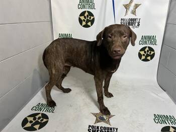 Labrador Retriever and Mixed Breed Dogs Available for Adoption in Winter Haven, Florida - PEONY | PetCurious
