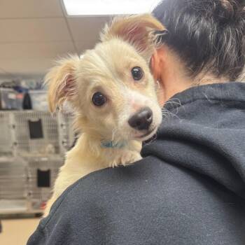 Dachshund Dogs Available for Adoption in Los Angeles, California - Cherry | PetCurious