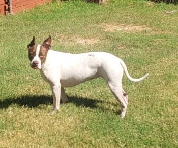 Rescue Mixed Breed Dogs for Adoption in Carrollton, Texas - Remy | PetCurious