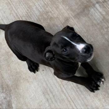 Black Labrador Retriever and Mixed Breed Dogs Available for Adoption in Palestine, Texas - Gibbs AKA Sampson | PetCurious