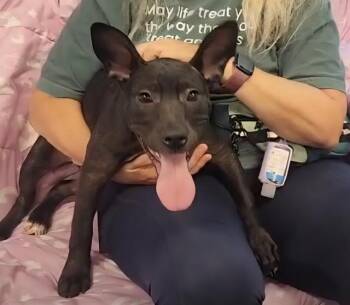 CROSBY -  Labrador Retriever Dog for Adoption in Brunswick, Georgia - CROSBY | PetCurious