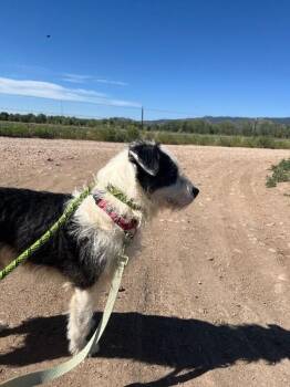 Moccasin -  Jack Russell Terrier and Mixed Breed Dog for Adoption in Fort Collins, Colorado - Moccasin | PetCurious