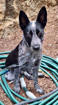 Cattle Dog Dogs Available for Adoption in Bend, Oregon - Blizz | PetCurious