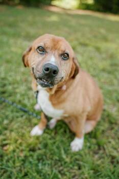 Hannah -  Basset Hound and Redbone Coonhound Dog for Adoption in Attalla, Alabama - Hannah | PetCurious