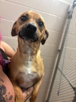 Rescue Terrier Dogs for Adoption in Lima, Ohio - Butterscotch | PetCurious