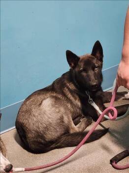 Rescue Husky and Mixed Breed Dogs for Adoption in Houston, Texas - SHADOW | PetCurious