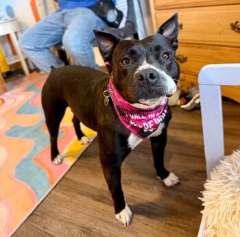 American Bully and Staffordshire Bull Terrier Dogs Available for Adoption in Friendswood, Texas - Mona Bebe Little Miss Piggie | PetCurious