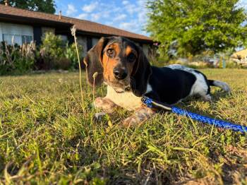Basset Hound Dogs Available for Adoption - Winnie E | PetCurious