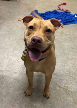 JESSIE -  Mixed Breed Dog for Adoption in Palmetto, Florida - JESSIE | PetCurious