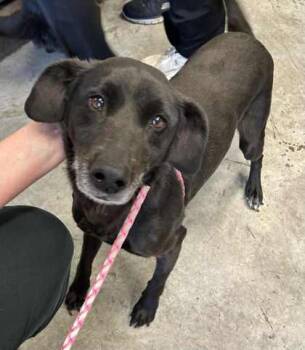 Rescue Terrier and Mixed Breed Dogs for Adoption in Bowling Green, Kentucky - Paris | PetCurious