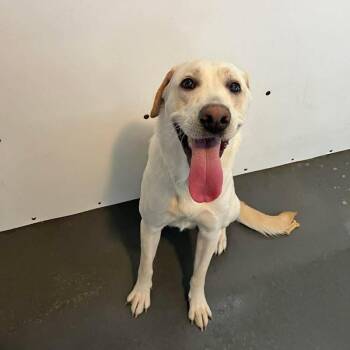 Cassie -  Labrador Retriever Dog for Adoption in Woodstock, Ontario - Cassie | PetCurious