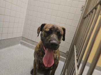 ZUBAT -  Pit Bull Terrier and Mixed Breed Dog for Adoption in Tustin, California - ZUBAT | PetCurious