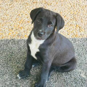 Lexie -  Labrador Retriever and Retriever Dog for Adoption in San Antonio, Texas - Lexie | PetCurious