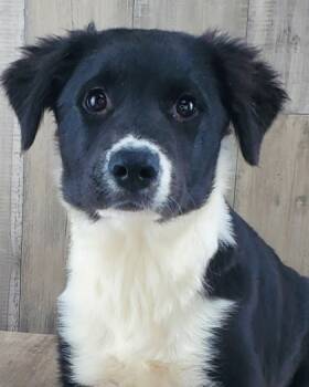 Rescue Great Pyrenees and Mixed Breed Dogs for Adoption in Shreveport, Louisiana - Kenna | PetCurious