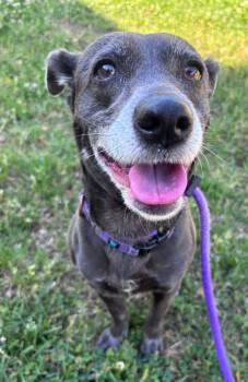 Luna (ID 51396) -  Jack Russell Terrier and Beagle Dog for Adoption in Manassas, Virginia - Luna (ID 51396) | PetCurious